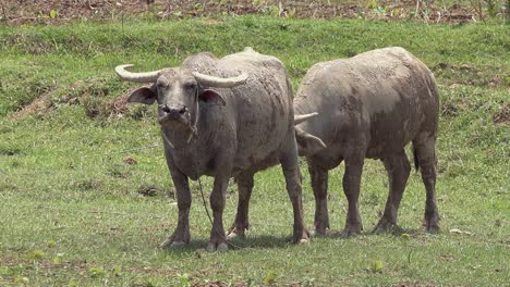 Zwei-Wasserbüffel,-Die-Etwas-Auf-Einem-Feld-Tun