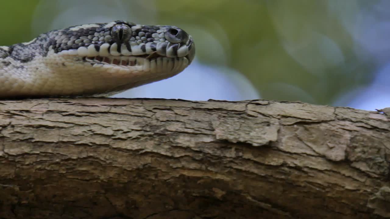 primer plano de los órganos del hoyo de la serpiente, los ojos y la boca de la caza - pitón de diamante