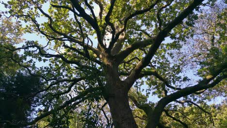 looking at the trunk and branches of ancient tropical tree in summertime