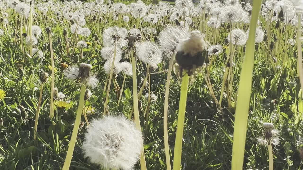 Field of dandelion flowers on a sunny day, pan left
