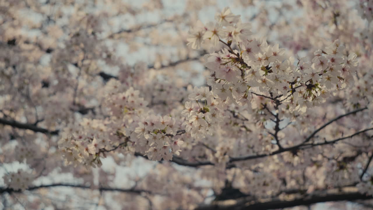 Primo piano di un ramo di sakura con fiori rosa fioriti