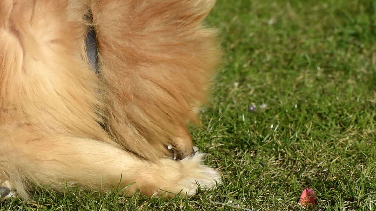 Pomeranian spitz bites off a piece of meat from the grass. Sunlight shot. Close up. Slow motion