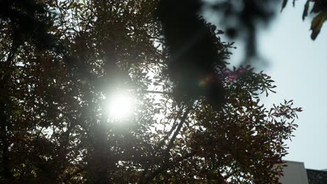 tiro a cámara lenta con sol y bengalas luchando a través de los árboles