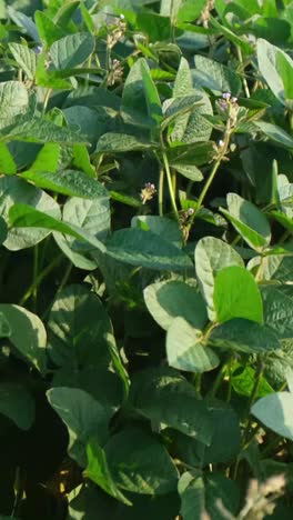 Vibrant and Healthy Soybean Plants are Flourishing Beautifully in Bright Sunlight Vibrant and Healthy Soybean Plants are Flourishing Beautifully in Bright Sunlight Showcasing their Lush Green Leaves