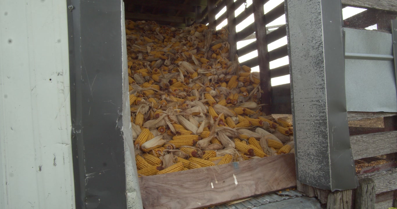 A large pile of corn cobs fills a wooden farm trailer, ready for transport.