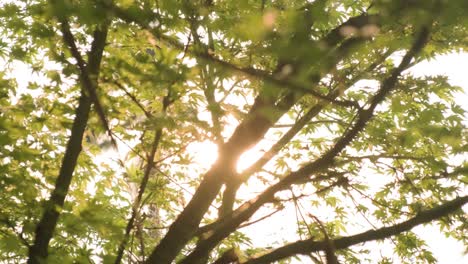 branches of the trees with sun lens flare background, handheld soft focus bokeh shot