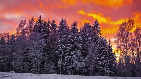 Orangefarbene-Dosen-Bewegen-Sich-Schnell-über-Einen-Weißen,-Gefrorenen-Wald