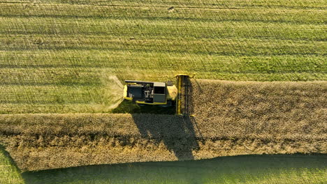 Top-down-aerial-view-of-a-combine-harvester-cutting-through-a-field,-leaving-a-trail-of-harvested-crops