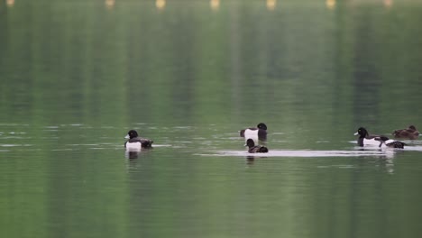 Bird-flock-of-tufted-ducks-swimming-and-floating-on-lake-water