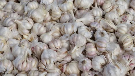 fresh organic garlic from farm close up from different angle