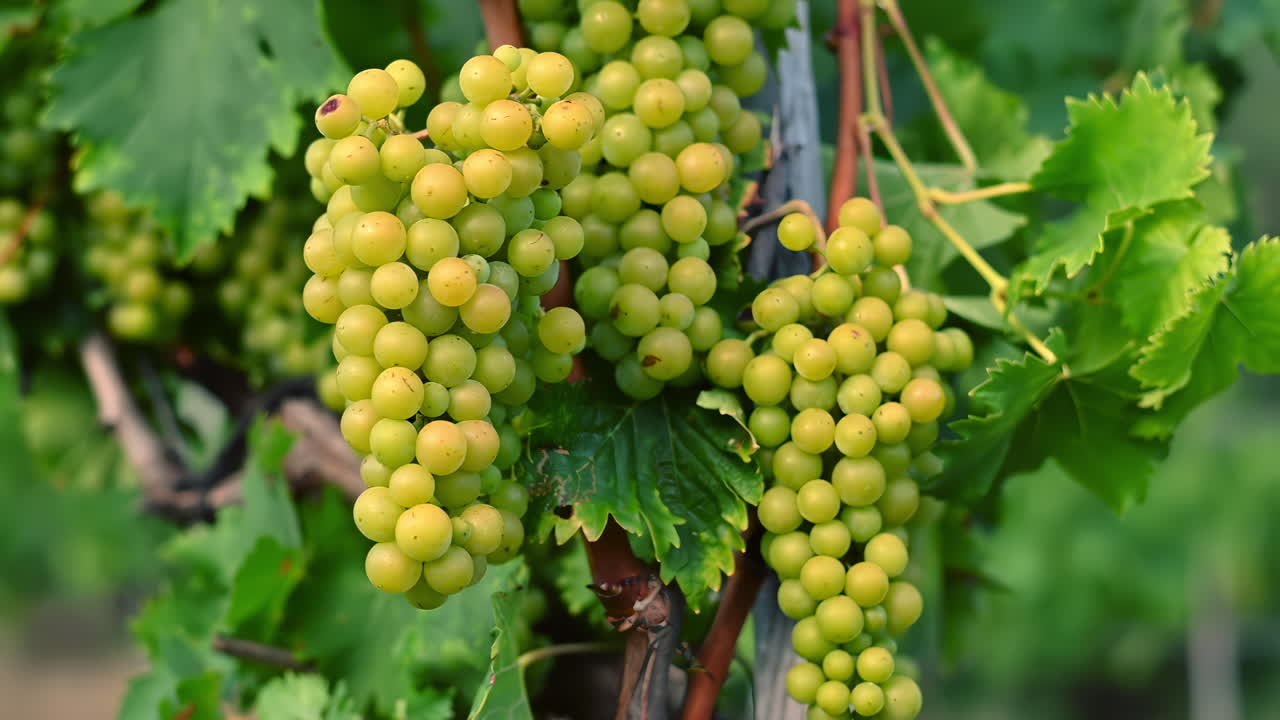 Clusters of green grapes hang from a vine in a vineyard under bright sunlight. The lush leaves surround the fruit, signaling the peak of the harvest season