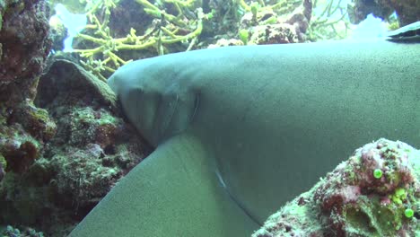 Tiburón-Nodriza-Respirando-Moviendo-Sus-Branquias-En-El-Arrecife-De-Coral