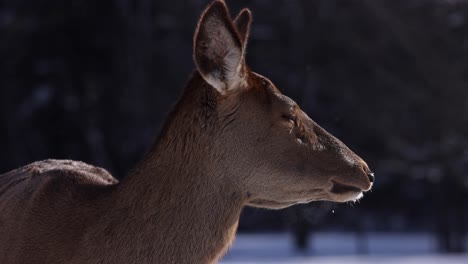 elk-chewing-slomo-snow-falling-and-breathing-backlit-beauty