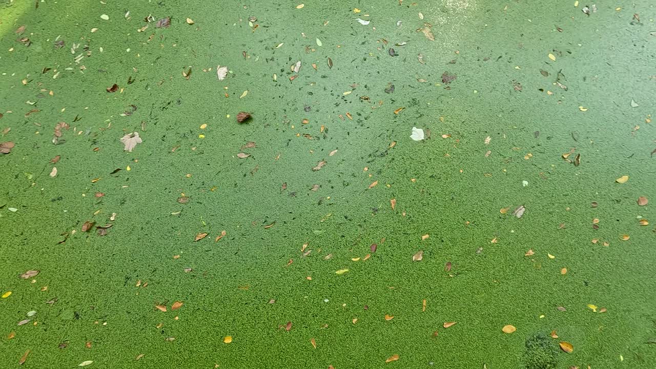 태국에서 물 표면에 떠다니는 duckweed