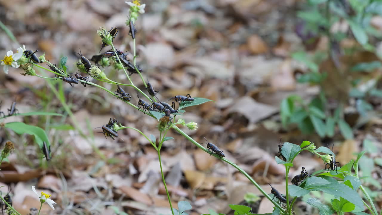 Florida Lubber Grasshoppers Crawling And Gripping All Over A Stem Of A Green Plant In Bloom. static shot