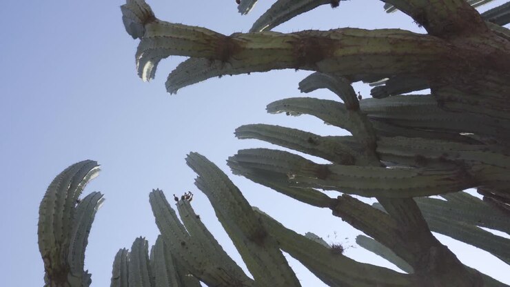 A Lophocereus marginatus cactus in Mixteca Poblana, Puebla, Mexico