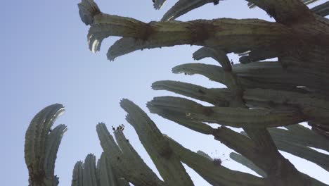 A-Lophocereus-marginatus-cactus-in-Mixteca-Poblana,-Puebla,-Mexico