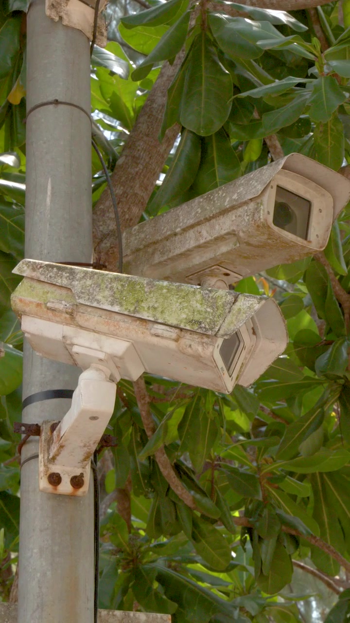 Inquadratura media fissa di telecamere a circuito chiuso invecchiate su un palo contro una lussureggiante vegetazione tropicale verde