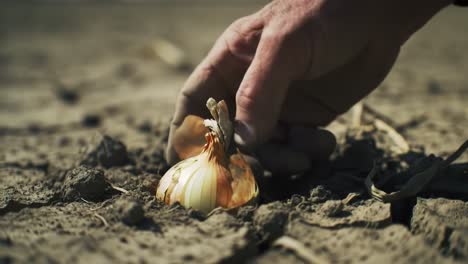 harvesting onions: a close-up journey of hand-pulling fresh produce from fertile soil, showcasing the beauty and craft of sustainable agriculture in action