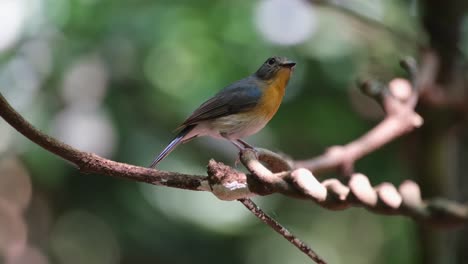 Looking-up-while-facing-to-the-right-as-the-camera-tilts-upwards,-Hill-Blue-Flycatcher-Cyornis-whitei,-Thailand