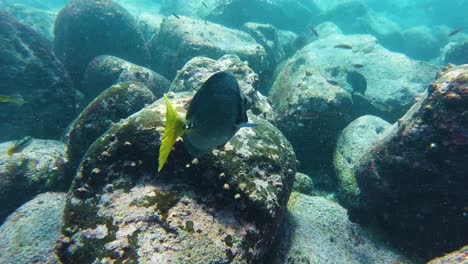 peces que nadan en el arrecife de coral del océano galápagos