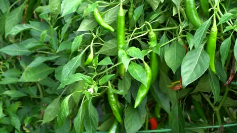 Korean-Long-Green-Chili-Pepper-With-Lush-Foliage-in-a-Farm