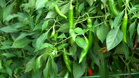 chile verde largo coreano con follaje exuberante en una granja