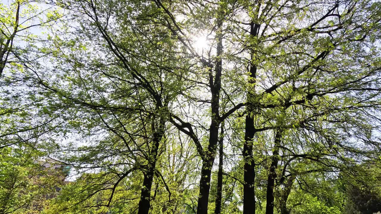 People relaxing under trees in Milan park