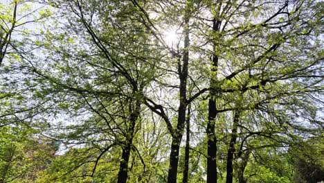 people relaxing under trees in milan park