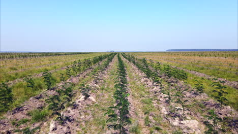 árboles jóvenes en un campo de reforestación argentino, promoviendo la sostenibilidad, los beneficios verdes y la captura de carbono
