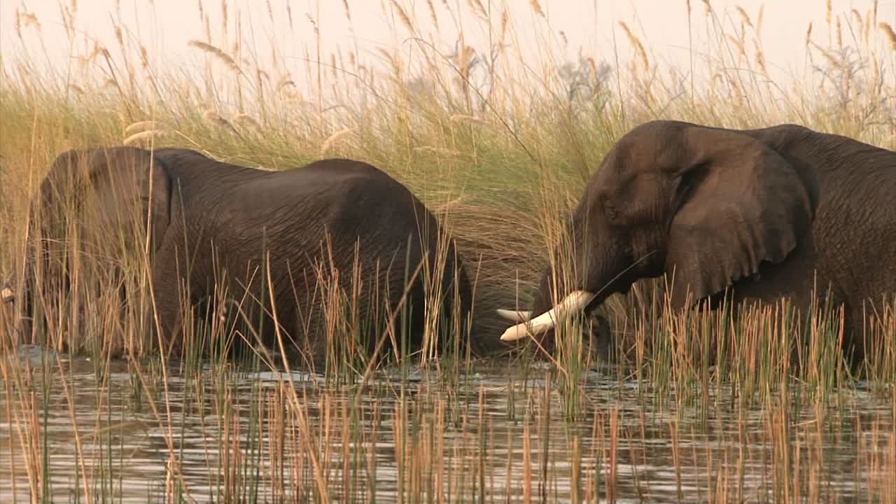 male African elephant wading through knee-deep water, completely wet, followed by a second elephant, dry reed in foreground and background