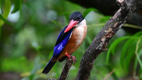 The-Black-capped-Kingfisher-has-a-candy-like-red-bill-and-a-black-cap-which-is-found-in-Thailand-and-other-countries-in-Asia