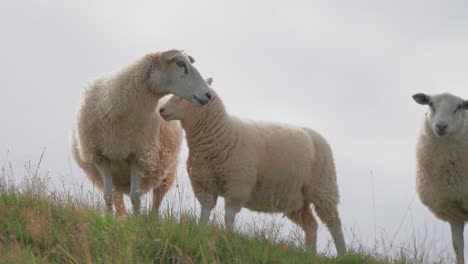 Schafe-Kuscheln-Auf-Der-Grünen-Wiese