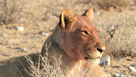 la hembra del león del cabo descansando en las llanuras de áfrica