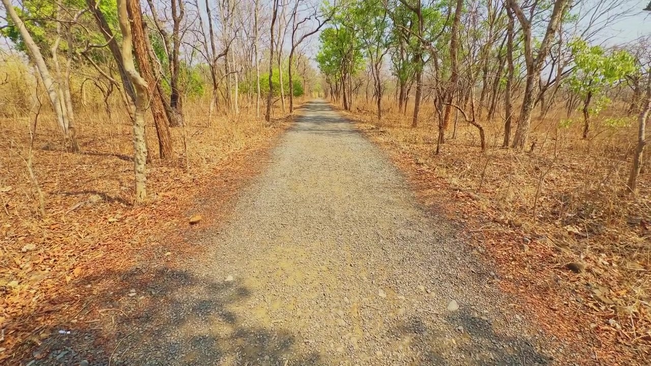 Vista cinematografica con tilt verso l'alto di uno stretto sentiero sterrato che attraversa una foresta secca con alberi spogli, vegetazione sparsa e luce solare calda in un ambiente naturale selvaggio.