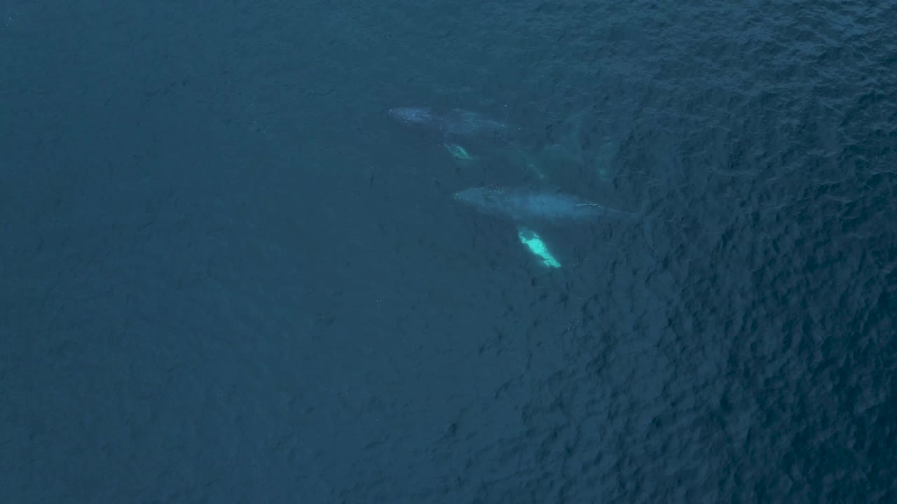 칼스배드에 떠오른 두 마리의 혹등고래