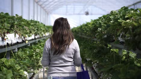 back of a woman walking on cultivating house fruit farm