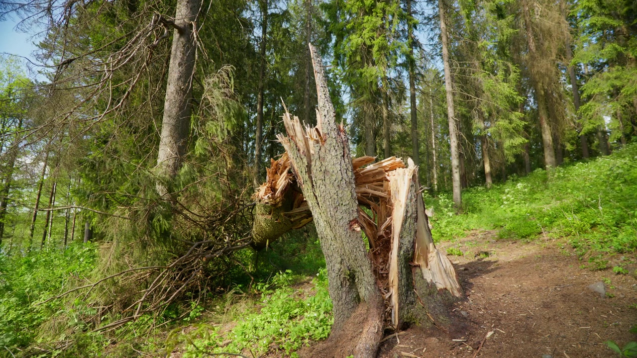 En knust trestubbe står midt i frodig grønt i en norsk skog. Sollys filtrerer gjennom trekronene og fremhever skogbunnen. Egnet for naturdokumentarer eller miljøstudier