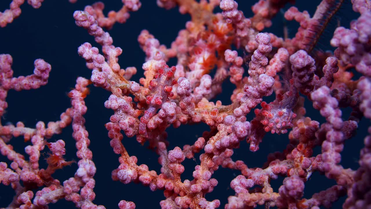 해마 bargibanti 피그미 해마 lembeh 4k 25fps