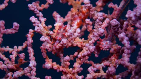 hipocampo bargibanti caballito de mar pigmeo lembeh 4k 25fps