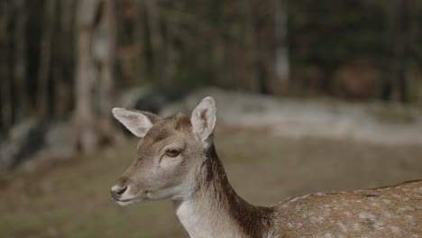 Junge-Chital-Hirsche,-Die-Im-Parc-Omege-Spazieren-Gehen,-Einem-Safaripark-In-Quebec,-Kanada