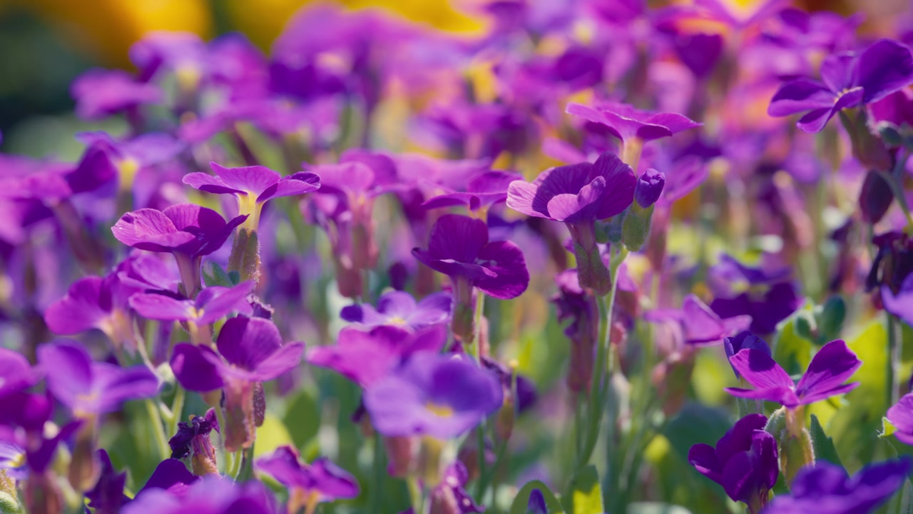 Lilla aubrietablomster vokser i den offentlige have
