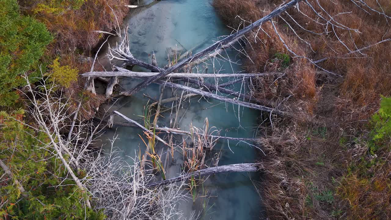 Aerial top-down shot of turquoise stream cutting through forest with fallen trees and debris in the water