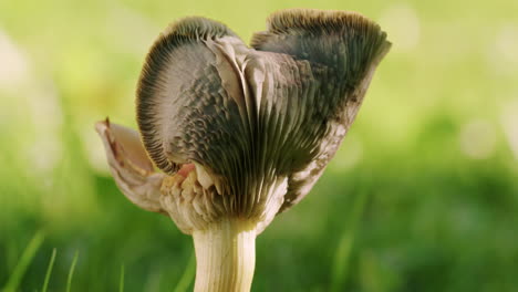 una toma cinematográfica de un hongo chanterelles en crecimiento