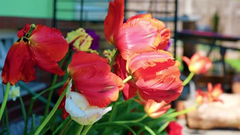 sunlight through blooming tulips on a windy day