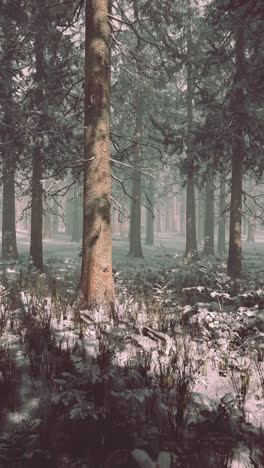 winter forest scene