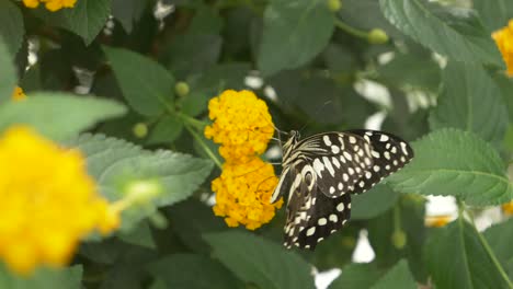 primer plano de una hermosa mariposa cola de golondrina cítrica recogiendo néctar de flor amarilla