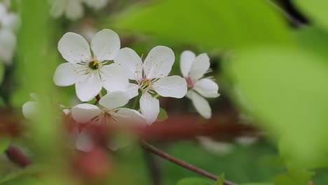 靠近白色的水果树花朵在花园里摇摆在风中