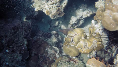 Underwater-shot-from-above-of-giant-moray-hiding-amongs-corals-at-Andaman-Sea