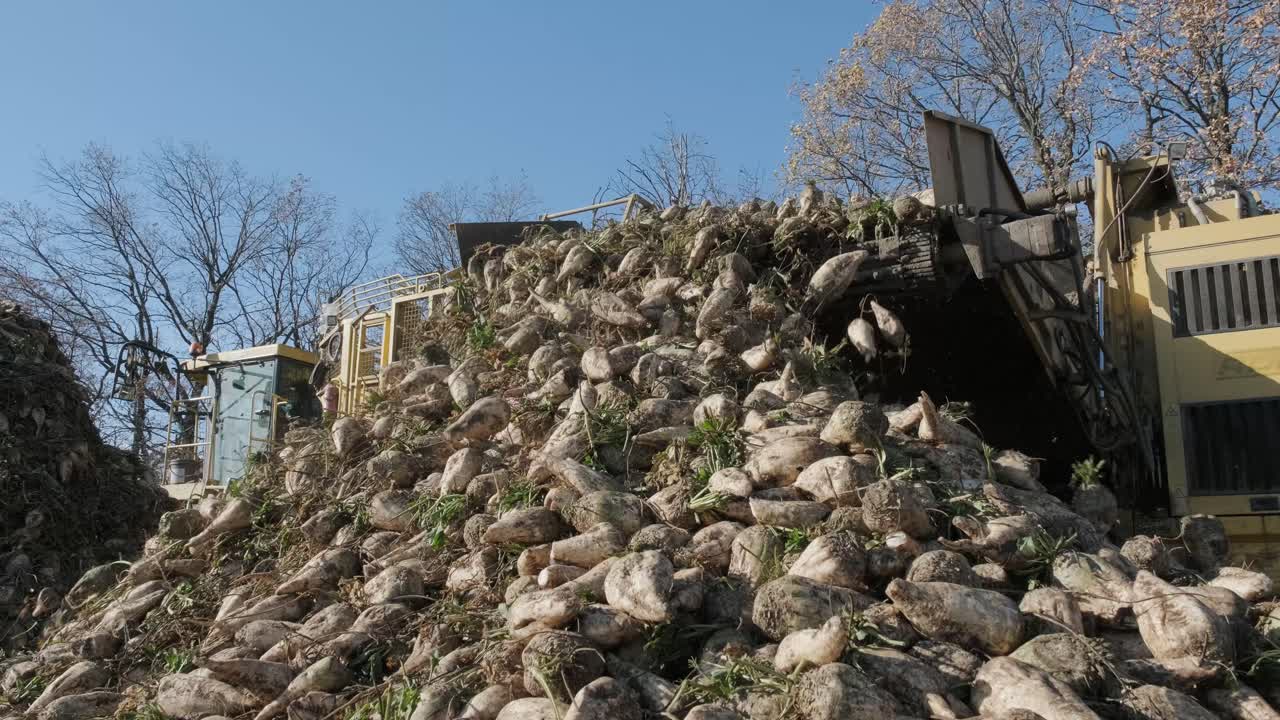 에 설탕 비트 어리: 의 가장자리에 있는 클램프에서 도로에 있는 트럭으로 설탕 비트를 청소하고 로딩하는 자기 추진 기계.